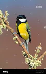 Attēlu rezultāti vaicājumam “Parus major male”