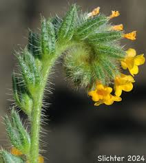 Attēlu rezultāti vaicājumam “Lycogala convexum sessile”