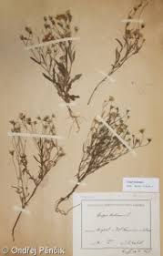 Attēlu rezultāti vaicājumam “Crepis tectorum fruit”