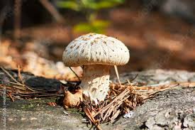 Attēlu rezultāti vaicājumam “Lentinus lepideus”