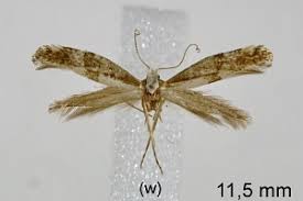 Attēlu rezultāti vaicājumam “Argyresthia spinosella”