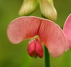 Attēlu rezultāti vaicājumam “Lathyrus sylvestris bud”