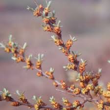 Attēlu rezultāti vaicājumam “Hippophae rhamnoides female flower”