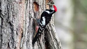 Attēlu rezultāti vaicājumam “Dendrocopos medius nest”