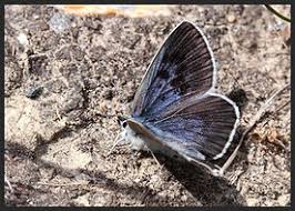 Attēlu rezultāti vaicājumam “Phengaris arion upperside”