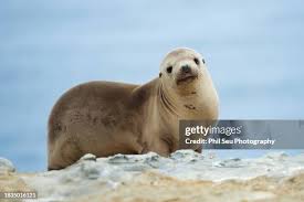 Image result for Zalophus californianus
