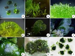 Attēlu rezultāti vaicājumam “Schistidium robustum sporophyte”