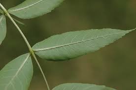 Attēlu rezultāti vaicājumam “Fraxinus excelsior”