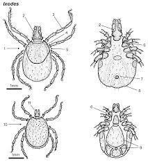 Attēlu rezultāti vaicājumam “Ixodes female”