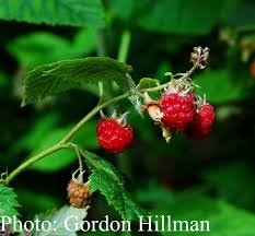 Attēlu rezultāti vaicājumam “Rubus idaeus fruit”