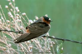 Image result for Petrochelidon pyrrhonota