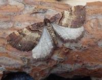 Attēlu rezultāti vaicājumam “Earophila badiata”