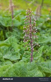 Attēlu rezultāti vaicājumam “Petasites hybridus”