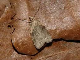 Attēlu rezultāti vaicājumam “Capua vulgana”