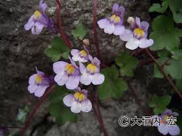 Attēlu rezultāti vaicājumam “Cymbalaria muralis flower”