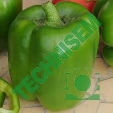 Afbeeldingsresultaat voor yolo wonder sweet pepper