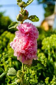 Image result for Malva alcea