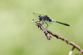 Attēlu rezultāti vaicājumam “Leucorrhinia albifrons”