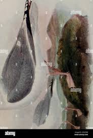 Attēlu rezultāti vaicājumam “Larus argentatus eggs”