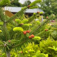 Attēlu rezultāti vaicājumam “Abies balsamea”