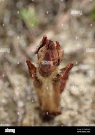 Attēlu rezultāti vaicājumam “Orobanche coerulescens flower”