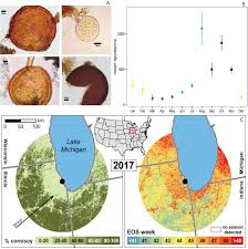 Attēlu rezultāti vaicājumam “Physarum obscurum spores”