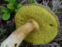 Attēlu rezultāti vaicājumam “Xerocomus subtomentosus”