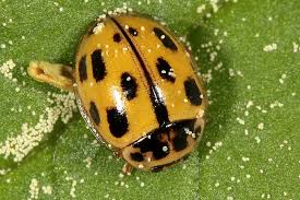 Attēlu rezultāti vaicājumam “Propylea quatuordecimpunctata”