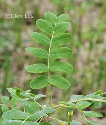 Attēlu rezultāti vaicājumam “Caragana arborescens leaf”
