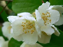 Attēlu rezultāti vaicājumam “Philadelphus coronarius flower”