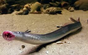 Image result for Lampetra fluviatilis