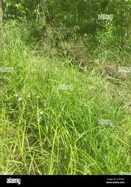 Attēlu rezultāti vaicājumam “Glyceria striata”