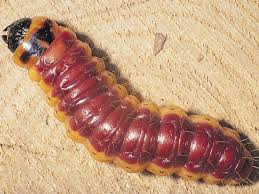 Attēlu rezultāti vaicājumam “Cossus cossus larva”
