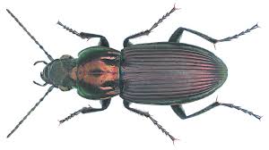 Attēlu rezultāti vaicājumam “Poecilus cupreus”