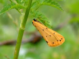 Attēlu rezultāti vaicājumam “Setina irrorella”