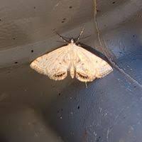 Attēlu rezultāti vaicājumam “Cataclysta lemnata”