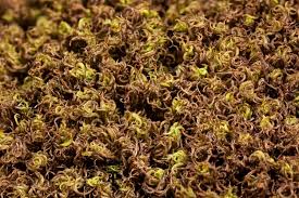 Attēlu rezultāti vaicājumam “Tortella tortuosa”