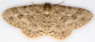 Attēlu rezultāti vaicājumam “Ectropis crepuscularia”