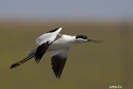 Image result for Recurvirostra avosetta