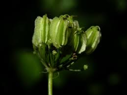 Attēlu rezultāti vaicājumam “Laserpitium latifolium flower”