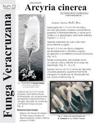 Attēlu rezultāti vaicājumam “Arcyria cinerea young”