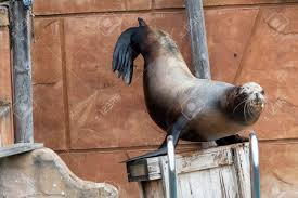 Image result for Zalophus californianus