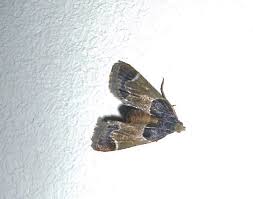 Attēlu rezultāti vaicājumam “Pyralis farinalis”