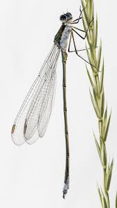 Attēlu rezultāti vaicājumam “Lestes virens female”