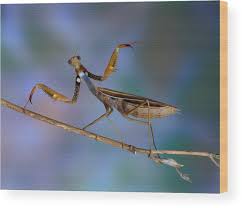 Attēlu rezultāti vaicājumam “Mantis religiosa”