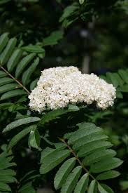 Attēlu rezultāti vaicājumam “Sorbus aucuparia flower”