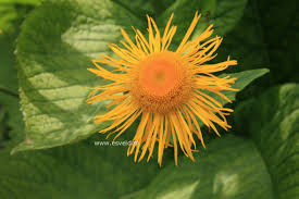 Image result for Telekia speciosa