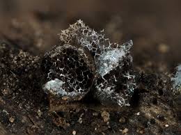 Attēlu rezultāti vaicājumam “Badhamia foliicola”