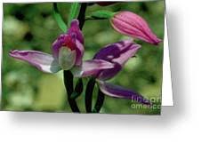 Attēlu rezultāti vaicājumam “Cephalanthera rubra leaf”
