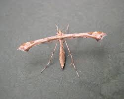 Attēlu rezultāti vaicājumam “Platyptilia gonodactyla”